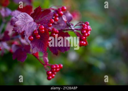 Guelder rose (Viburnum opulus) baies et feuilles à l'extérieur en automne. Baies de viburnum rouge sur la branche dans le jardin d'automne. Bouquet de baies de viburnum rouge Banque D'Images