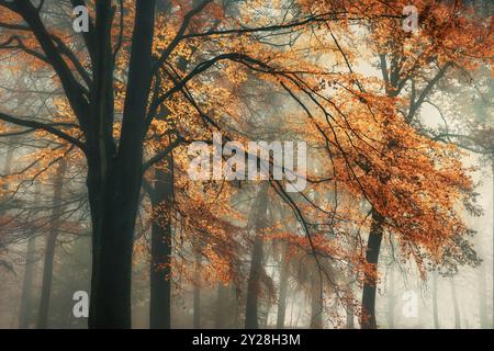 Arbre d'automne dans une forêt brumeuse, une scène de rêve avec des feuilles de hêtre orange vives sur de belles branches un jour gris Banque D'Images