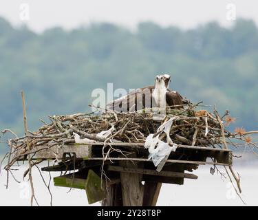 Paire d'Ospreys dans le nid, Dyke Marsh, Alexandria, va Banque D'Images