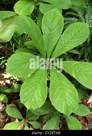 Rodgersia à feuilles de châtaigne, Rodgersia aesculifolia, Saxifragaceae. Chine. Banque D'Images