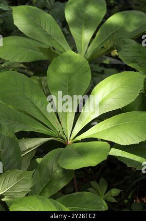 Rodgersia à feuilles de châtaigne, Rodgersia aesculifolia, Saxifragaceae. Chine. Banque D'Images