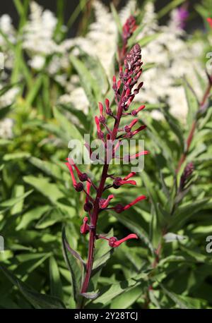 Tabac du diable, Lobelia tupa, Campanulacées. Chili, Amérique du Sud. Banque D'Images