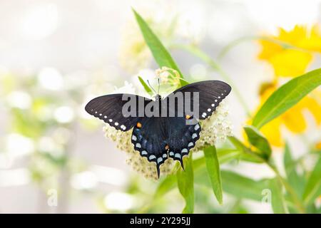 Macro d'un épicebush / papillon noir (papilio troilus) se nourrissant de fleurs d'ascepias incarnata - vue de dessus avec les ailes ouvertes Banque D'Images