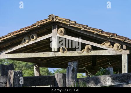 Nids d'argile d'oiseaux hornero Rufous dans le toit d'une grange au soleil, zones humides du Pantanal, Mato Grosso, Brésil, Amérique du Sud Banque D'Images