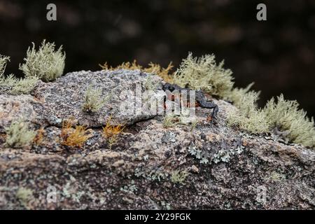 Gros plan d'un petit, beau toad Maldonada redbelly, un crapaud brésilien endémique, sur roche de granit avec des plantes de mousse sur fond sombre, Itatiaia, Banque D'Images