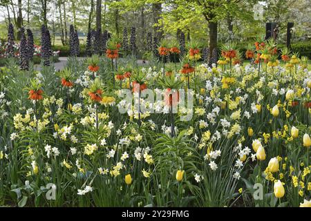 Tulipes (Tulipa), jonquilles (Narcisse) et couronne de kaiser (Fritillaria imperialis) à Keukenhof, lisse, Hollande méridionale Banque D'Images