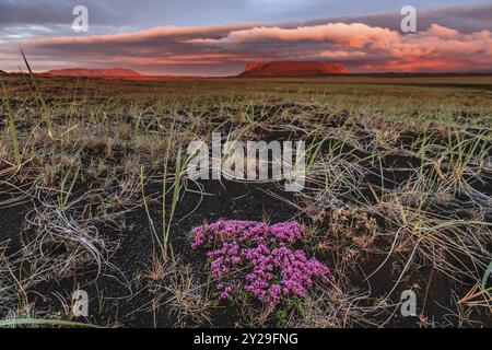 Petites fleurs roses dans un champ de lave, cratère volcanique derrière, humeur nuageuse, soleil de minuit, été, Burfellshraun, Islande du Nord, Islande, Europe Banque D'Images