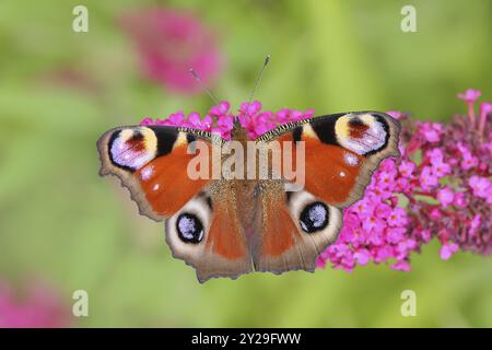 Paon européen (Inachis io) sucer le nectar sur le buisson des papillons (Buddleja davidii), le buisson des papillons, dans un environnement naturel à l'état sauvage, la faune, l'ins Banque D'Images