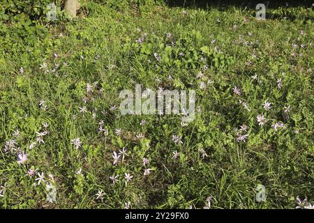 Safran de prairie (Colchicum autumnale) spécimens de floraison dans le pré à la lisière de la forêt, Allgaeu, Bavière, Allemagne, Allgaeu, Bavière, Allemagne Banque D'Images