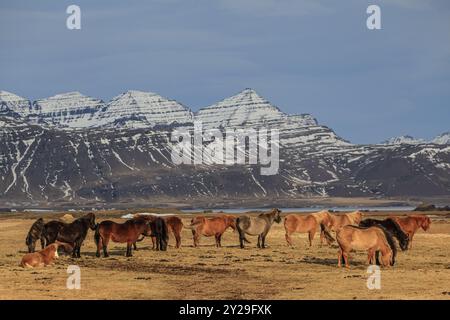 Chevaux islandais debout sur une prairie aride devant des montagnes escarpées, troupeau, Islande orientale, Islande, Europe Banque D'Images