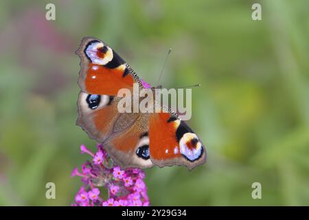 Paon européen (Inachis io) sucer le nectar sur le buisson des papillons (Buddleja davidii), le buisson des papillons, dans un environnement naturel à l'état sauvage, la faune, l'ins Banque D'Images