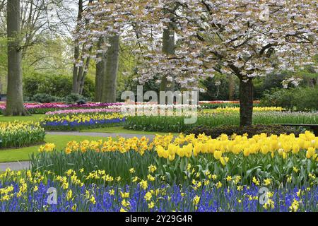 Tulipes (Tulipa), jonquilles (Narcisse) et jacinthes de raisin (Muscari) à Keukenhof, lisse, Hollande méridionale Banque D'Images