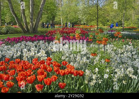 Tulipes (Tulipa), jonquilles (Narcisse) et couronne de kaiser (Fritillaria imperialis) à Keukenhof, lisse, Hollande méridionale Banque D'Images