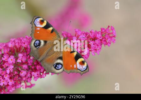 Paon européen (Inachis io) sucer le nectar sur le buisson des papillons (Buddleja davidii), le buisson des papillons, dans un environnement naturel à l'état sauvage, la faune, l'ins Banque D'Images