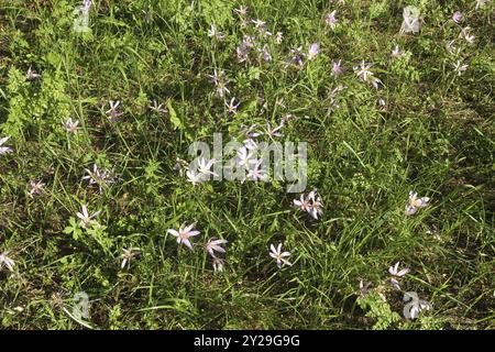 Spécimens de floraison de safran de prairie (Colchicum autumnale) dans la prairie, Allgaeu, Bavière, Allemagne, Allgaeu, Bavière, Allemagne, Europe Banque D'Images