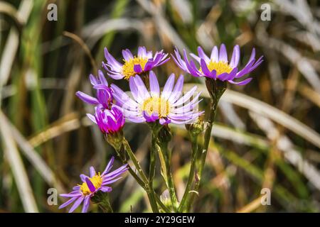 Gros plan de jolies fleurs roses, blanches et jaunes sur fond naturel défoqué en haute altitude de Serra da Mantiqueira (Mantiqueira Mountain Ra Banque D'Images