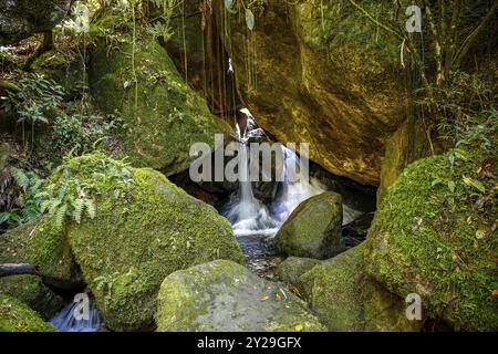 Pittoresque petite cascade plongeant à travers de grosses roches couvertes de mousse dans une piscine, forêt tropicale atlantique, Serra da Mantiqueira, Brésil, Amérique du Sud Banque D'Images