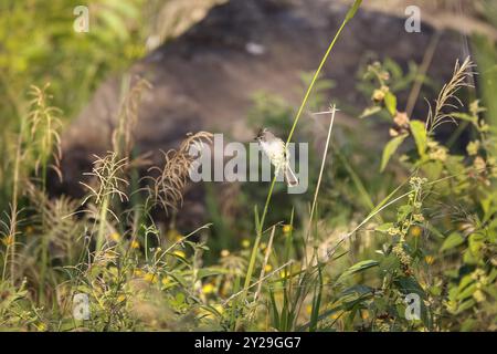 Elaenia à ventre jaune, elaenia flavogaster, perché sur une paille d'herbe à la lumière du soleil, sur fond vert, Colombie, Amérique du Sud Banque D'Images