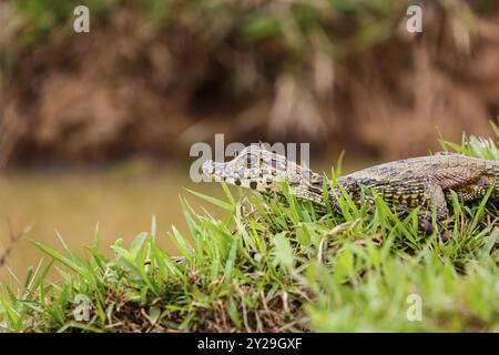 Gros plan d'un petit Yacare Caiman couché sur un bord de rivière herbeux avec tête relevée, Pantanal Wetlands, Mato Grosso, Brésil, Amérique du Sud Banque D'Images