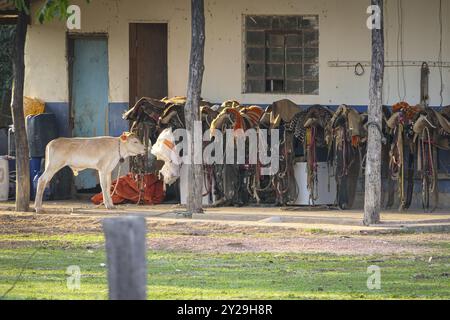 Ferme avec selles de cheval stockées, une vache de veau devant, Pantanal Wetlands, Mato Grosso, Brésil, Amérique du Sud Banque D'Images