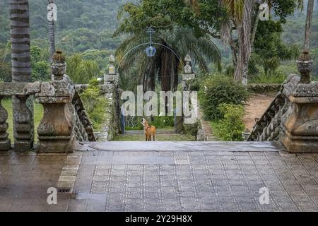 Loup mannequin sur les escaliers menant à l'entrée de l'église du Sanctuaire Caraca, face à la caméra, Minas Gerais, Brésil, Amérique du Sud Banque D'Images