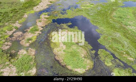 Vue aérienne du paysage des zones humides du Pantanal avec des cigognes Jabiru et de grandes aigrettes, Mato Grosso, Brésil, Amérique du Sud Banque D'Images