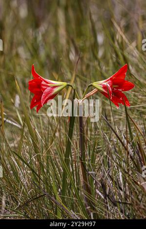 Gros plan d'un Amaryllis itatiaia rouge en fleur avec fond herbacé en haute altitude de Serra da Mantiqueira (chaîne de montagnes de Mantiqueira), Itatiaia, Banque D'Images