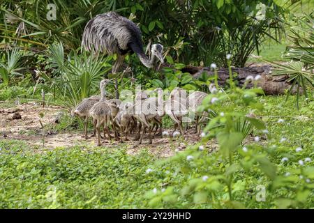 Gros plan d'une mère Nandu ou Rhea avec ses poussins dans un habitat naturel, Pantanal Wetlands, Mato Grosso, Brésil, Amérique du Sud Banque D'Images