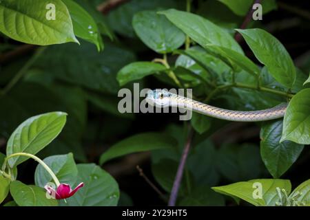 Gros plan d'un beau serpent perroquet entouré de feuilles vertes, Pantanal Wetlands, Mato Grosso, Brésil, Amérique du Sud Banque D'Images