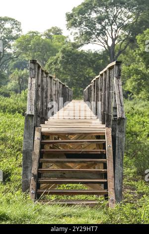 Promenade en bois au-dessus de la zone marécageuse, Pantanal Wetlands, Mato Grosso, Brésil, Amérique du Sud Banque D'Images