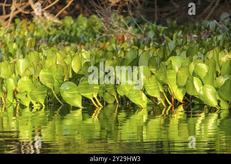 Gros plan d'un lit de jacinthes d'eau au bord d'une rivière au soleil, Pantanal Wetlands, Mato Grosso, Brésil, Amérique du Sud Banque D'Images