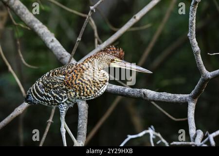 Héron tigre fasciated avec un beau plumage à motifs debout sur une branche sur fond naturel foncé, Pantanal Wetlands, Mato Grosso, Brésil, S. Banque D'Images