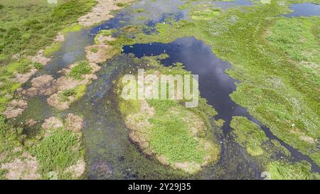 Vue aérienne du paysage des zones humides du Pantanal avec des cigognes Jabiru et de grandes aigrettes, Mato Grosso, Brésil, Amérique du Sud Banque D'Images