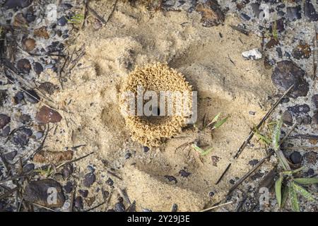 Trou de fourmi sablonneux artistique sur le sol, par le haut, parc naturel de Caraca, Minas Gerais, Brésil, Amérique du Sud Banque D'Images