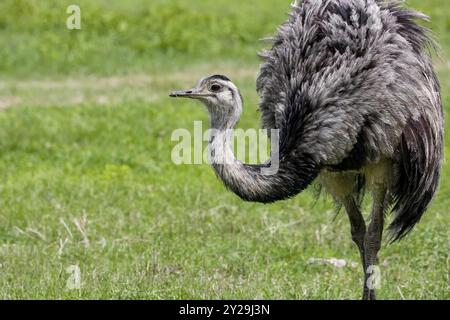 Vue latérale d'un Rhea ou Nandu contre un champ vert, Pantanal Wetlands, Mato Grosso, Brésil, Amérique du Sud Banque D'Images