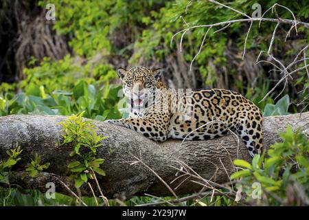 Magnifique Jaguar reposant sur un tronc d'arbre au bord de la rivière, face à la caméra, Pantanal Wetlands, Mato Grosso, Brésil, Amérique du Sud Banque D'Images