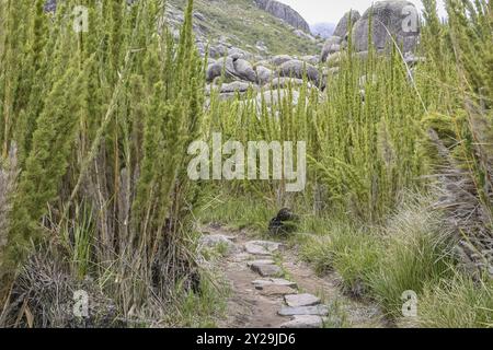 Sentier de randonnée à travers une forêt verte de bambous en haute altitude de Serra da Mantiqueira (chaîne de montagnes de Mantiqueira), Itatiaia, Brésil, Amérique du Sud Banque D'Images