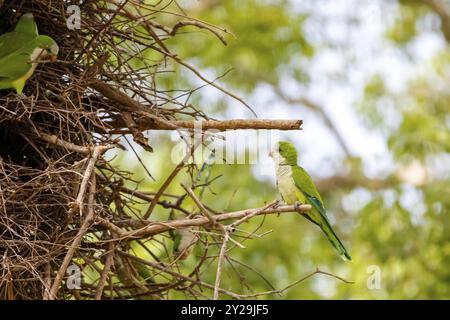 Perruches moines à leur nid dans un arbre, l'une perchée sur une brindille, Pantanal Wetlands, Mato Grosso, Brésil, Amérique du Sud Banque D'Images