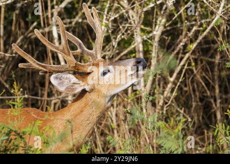 Cerf mâle de Pampas avec de gros bois mangeant des feuilles vertes d'un buisson au soleil Banque D'Images