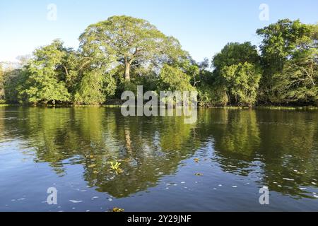 Végétation de bord de rivière reflétée sur la surface de l'eau d'une rivière du Pantanal dans la lumière de l'après-midi, Mato Grosso, Brésil, Amérique du Sud Banque D'Images