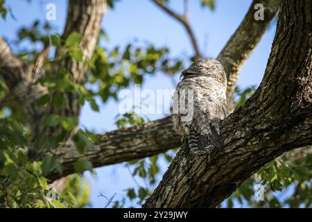 Gros plan d'un grand Potoo avec camouflage parfait dans un arbre, Pantanal Wetlands, Mato Grosso, Brésil, Amérique du Sud Banque D'Images