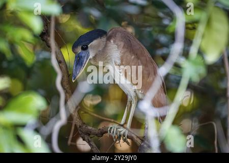 Gros plan d'un héron à bec de bateau caché dans des sous-bois, Pantanal Wetlands, Mato Grosso, Brésil, Amérique du Sud Banque D'Images