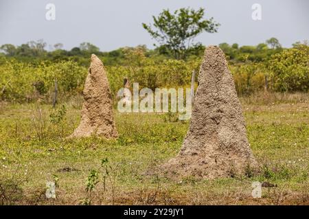 Termites montent dans le paysage rural des zones humides du Pantanal, Mato Grosso, Brésil, Amérique du Sud Banque D'Images