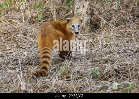 Mignon Coati de derrière sur l'herbe brune sèche, Pantanal Wetlands Banque D'Images