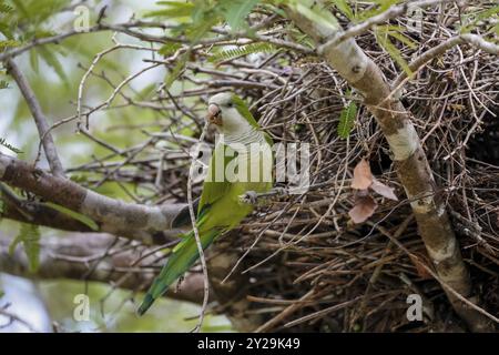 Perruche de moine perchée sur une brindille à son nid, Pantanal Wetlands, Mato Grosso, Brésil, Amérique du Sud Banque D'Images