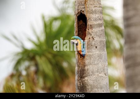 Aras bleu et jaune regardant hors d'un trou d'un tronc de palmier, vue de côté, Lagoa das Araras, Bom Jardim, Mato Grosso, Brésil, Amérique du Sud Banque D'Images