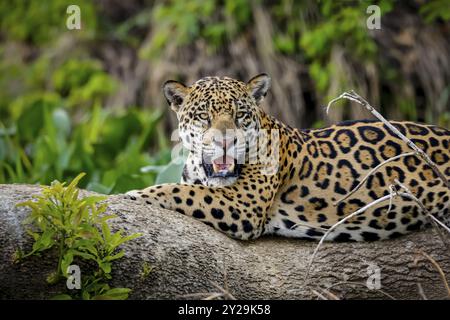 Magnifique Jaguar reposant sur un tronc d'arbre au bord de la rivière, face à la caméra, Pantanal Wetlands, Mato Grosso, Brésil, Amérique du Sud Banque D'Images