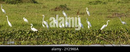 Panorama de grandes aigrettes blanches et canards sifflants à face blanche dans une prairie verte au bord de l'eau, Pantanal Wetlands, Mato Grosso, Brésil, Amérique du Sud Banque D'Images