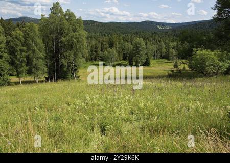 Prairie de montagne Hinterfirmiansreut prairie verte avec inflorescences rouges devant les bouleaux et paysage forestier devant le ciel bleu avec Clo blanc Banque D'Images