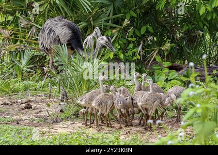 Gros plan d'une mère Nandu ou Rhea avec ses poussins dans un habitat naturel, Pantanal Wetlands, Mato Grosso, Brésil, Amérique du Sud Banque D'Images